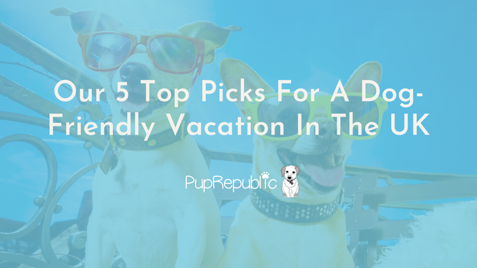 Our 5 Top Picks For A Dog-Friendly Vacation In The UK