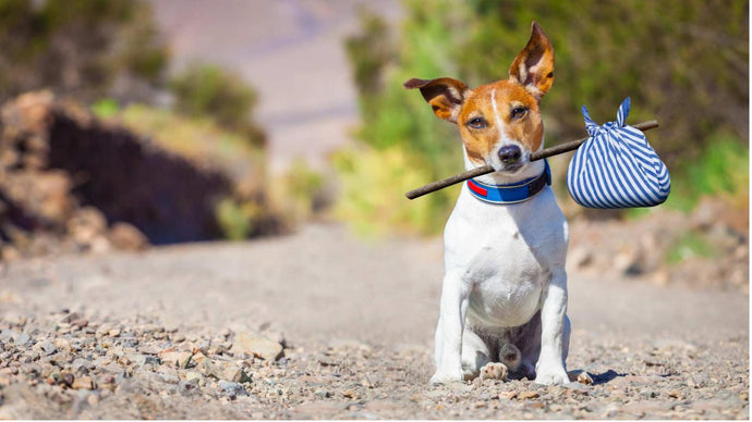 Make a Pet-Friendly Staycation Tail-Waggingly Fun: 5 Tips for the Perfect UK Getaway with Your Dog!