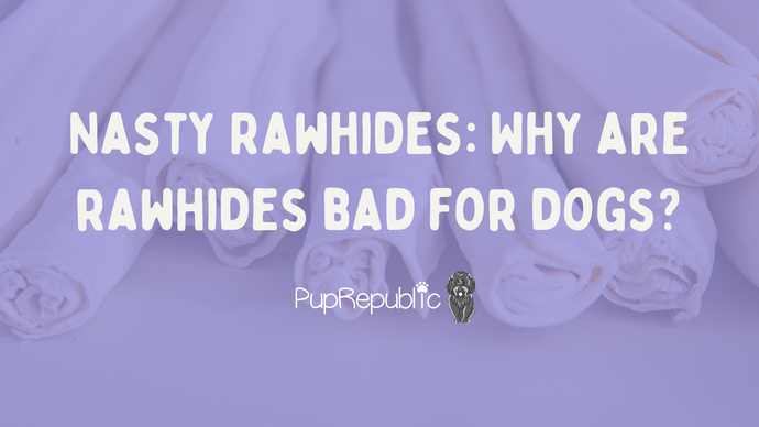 Nasty Rawhides: Why are rawhides bad for dogs?
