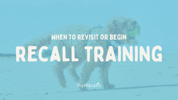 When Is It Time To Revisit or Begin Recall Training?