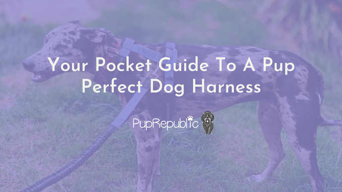 Your Pocket Guide To A Pup Perfect Dog Harness