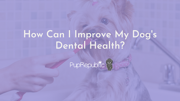 How Can I Improve My Dog's Dental Health?