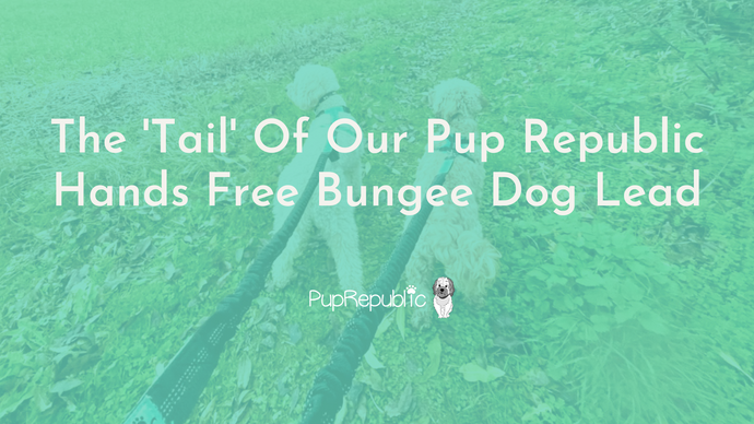 The 'Tail' Of Our Pup Republic Hands Free Bungee Dog Lead