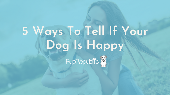 5 Ways To Tell If Your Dog Is Happy