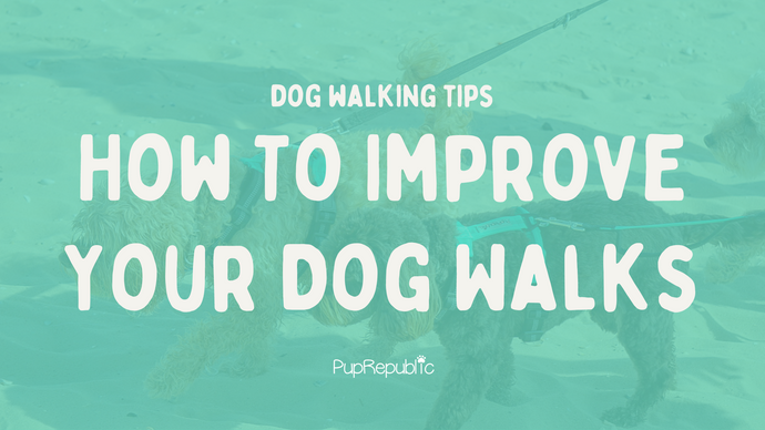 Dog Walking Tips: How To Improve Your Dog Walks