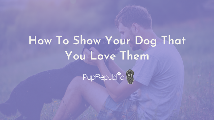 How To Show Your Dog That You Love Them