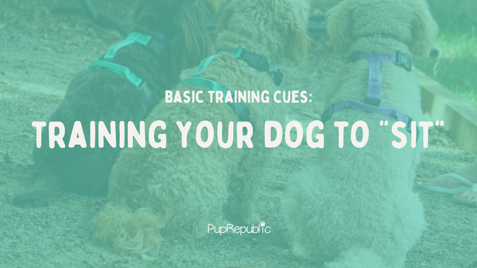 Basic Dog Training Cues: How To Teach Your Dog To Sit