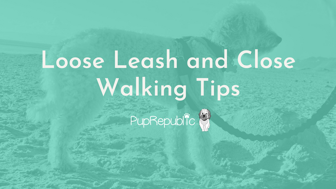 Loose Leash and Close Walking Tips