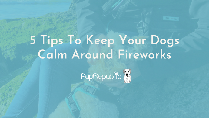 5 Tips To Keep Your Dogs Calm Around Fireworks