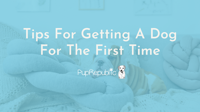 Tips On Getting A Dog For The First Time