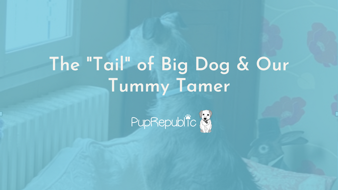 The "Tail" of Big Dog & Our Tummy Tamer