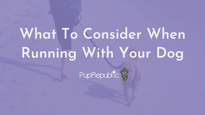 What To Consider When Running With Your Dog